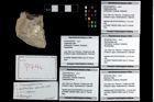 Foto (Objekt + Etikett) von Brachyura indet.  (NHMW-GEO-2014-0194-0794d)